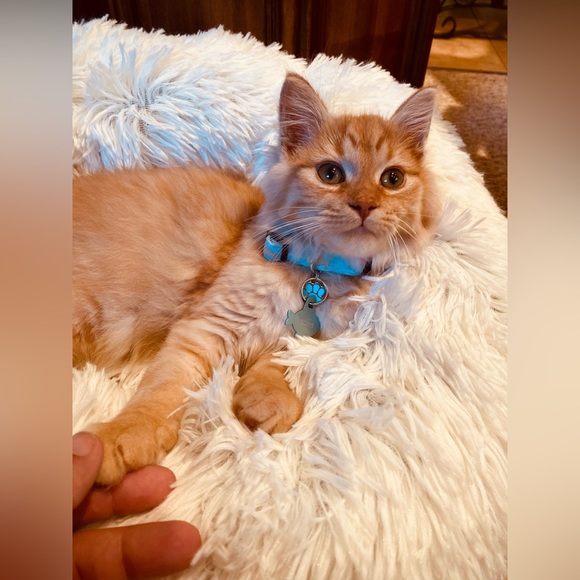 0.75” White 420 Dog Collar - Picture 11 of 16